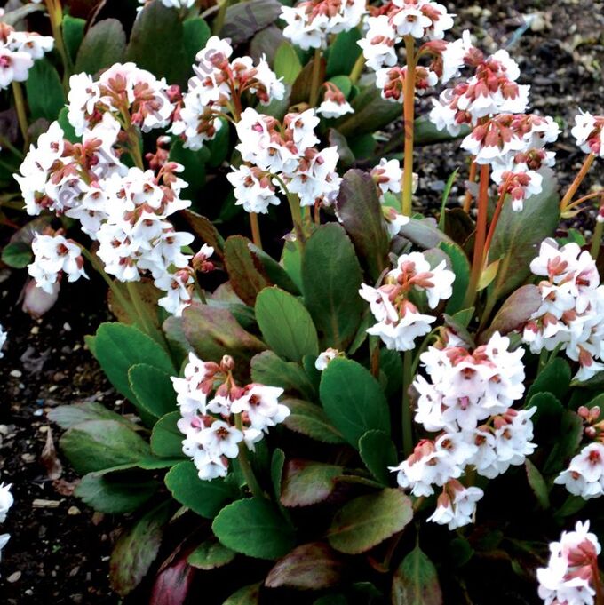 БАДАН Dragonfly Angel Kiss