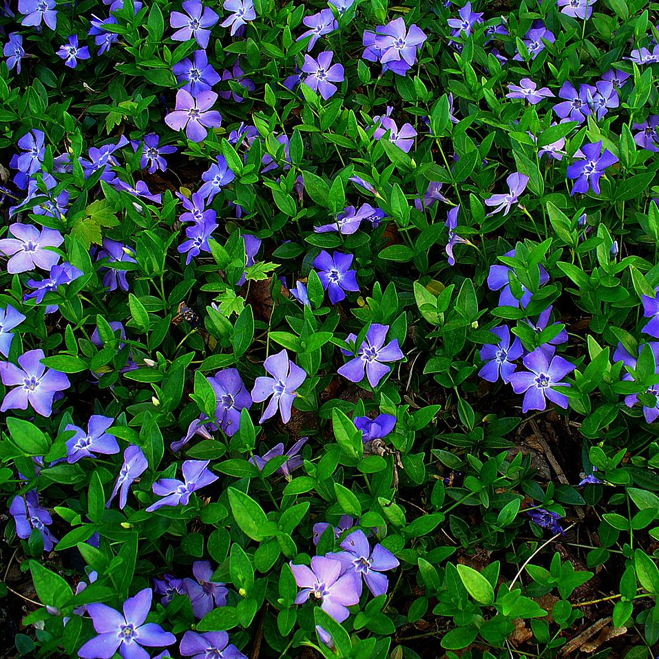 БАРВИНОК СОРТОВОЙ