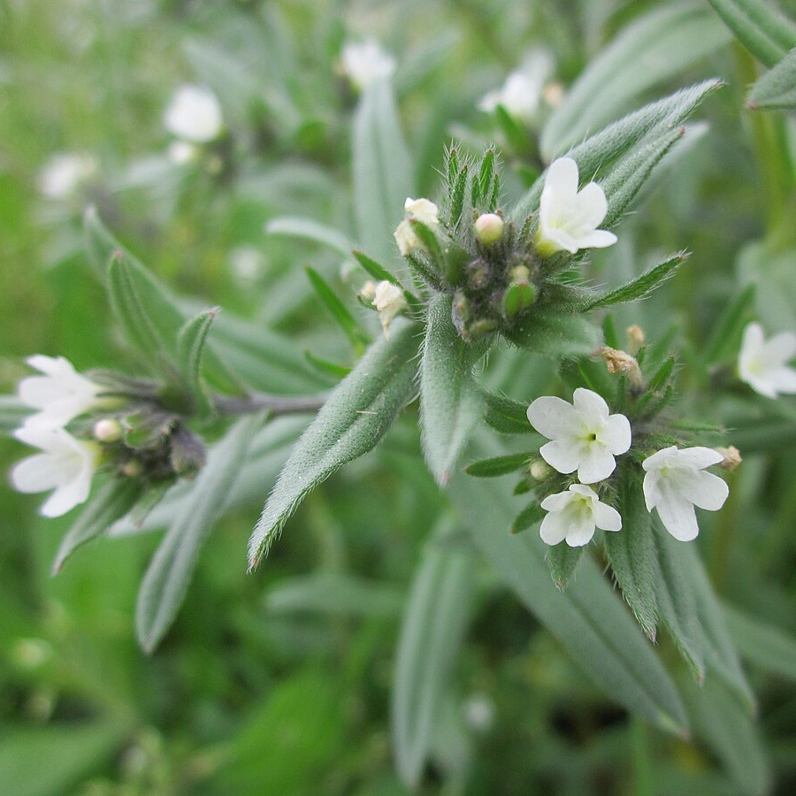 БУГЛОСОИДЕС