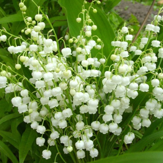ЛАНДЫШ
