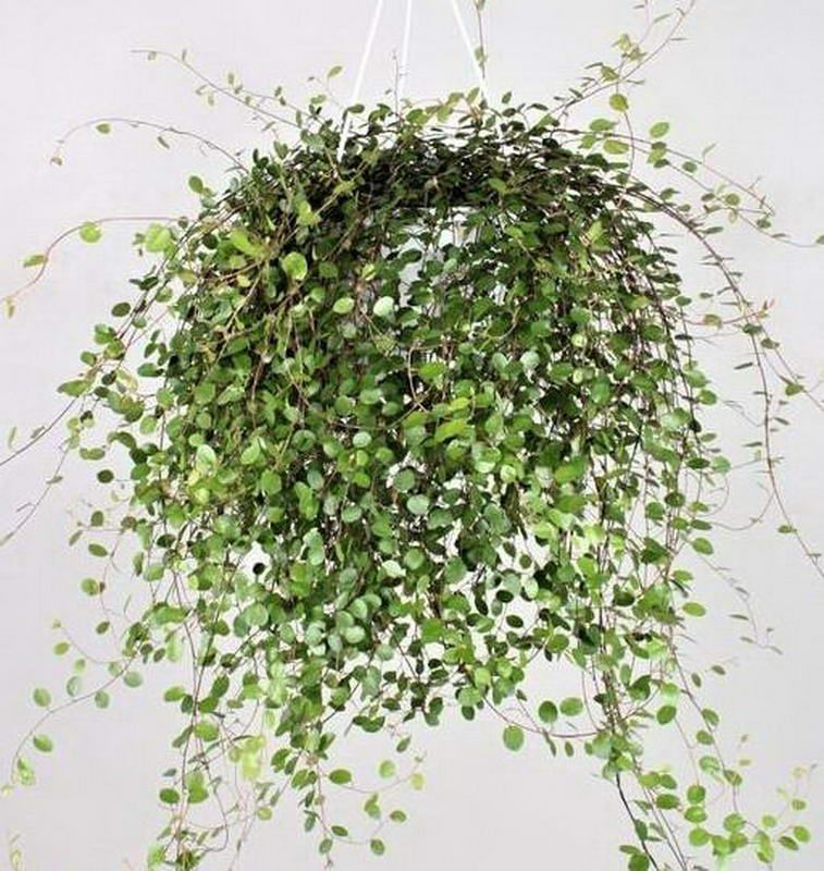 МЮЛЕНБЕКИЯ