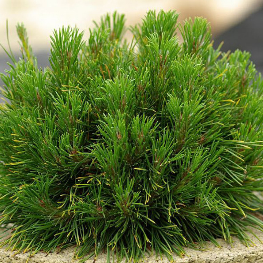 СОСНА ГОРНАЯ