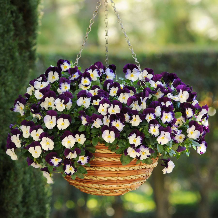 ВИОЛА АМПЕЛЬНАЯ